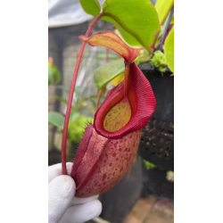 Nepenthes bokorensis x veitchii pink-Nepenthes d'altitude