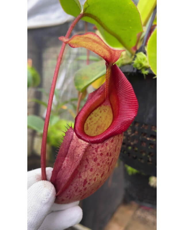 Nepenthes rajah x veitchii ‘Gold Rush’ - seed grown BE-4603-Nepenthes d'altitude