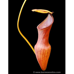 Nepenthes pervillei – clones variés BE-3839-Nepenthes de plaine