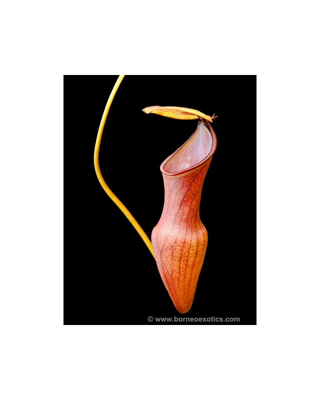 Nepenthes pervillei – clones variés BE-3839-Nepenthes de plaine