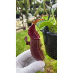 N. (((L x V) x B) x ((V xM) x V)) x edwardsiana - Clone 3 - BE-4678-Nepenthes d'altitude