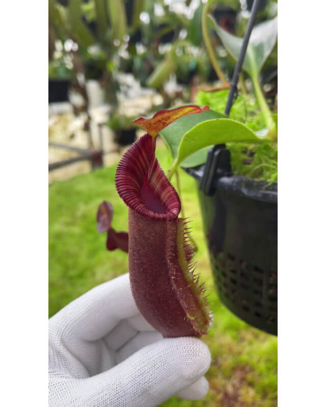 Nepenthes robcantleyi x lowii : BE-4640-Nepenthes highland