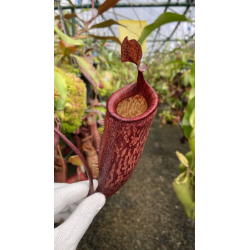 Nepenthes eustachya x tenuis BE-3971-Nepenthes highland