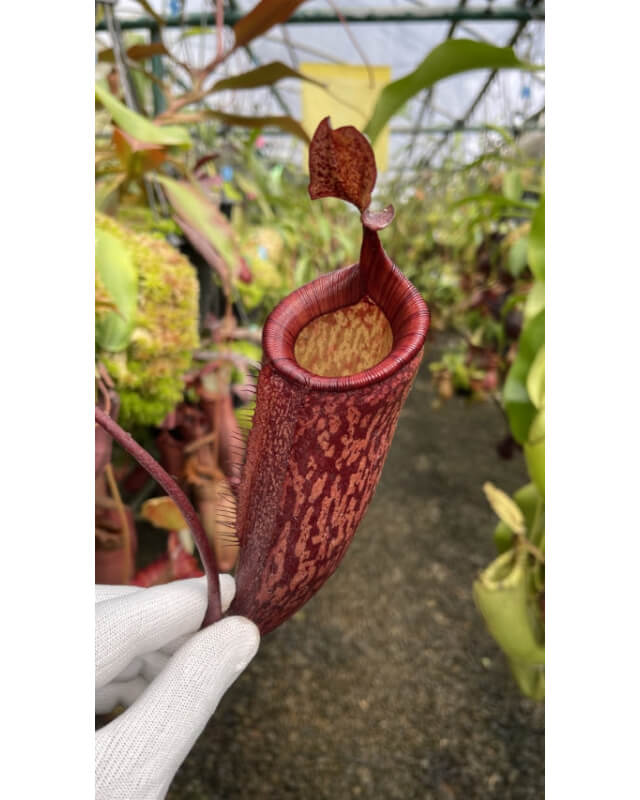 Nepenthes peltata x attenboroughii – various clones BE-4601-Nepenthes highland