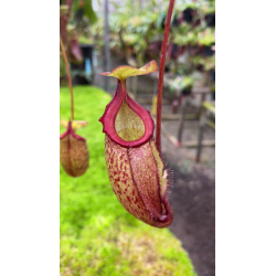 Nepenthes spectabilis x tenuis – assorted clones: BE-3884-Nepenthes d'altitude
