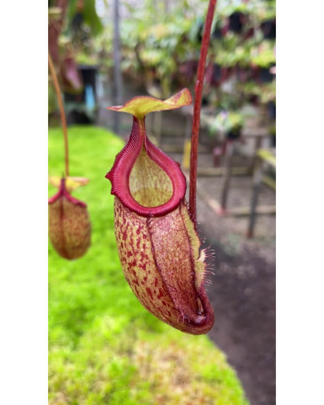 Nepenthes rajah x gymnamphora – clones variés : BE-4575-Nepenthes d'altitude