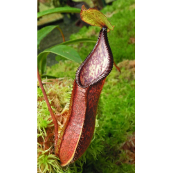 Nepenthes spathulata x hamata BE-3712-Nepenthes highland