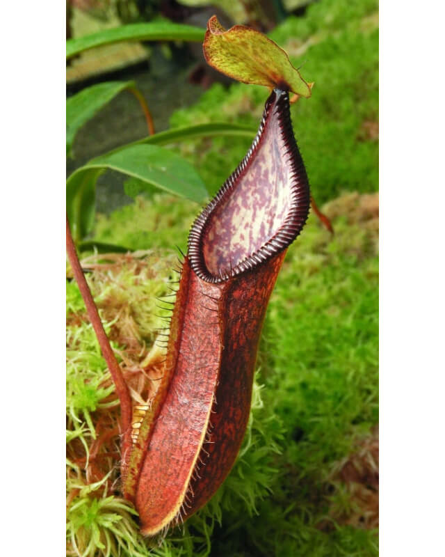 (Nepenthes singalana x diabolica) x hamata – clones assortis BE-4576-Nepenthes d'altitude