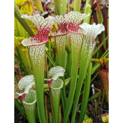 SXM18 S.x Moorei -- Wilkerson's white knight x SL61 S. leucophylla -- red stripe throat cl1-Hybrides Cédric Carnivore's