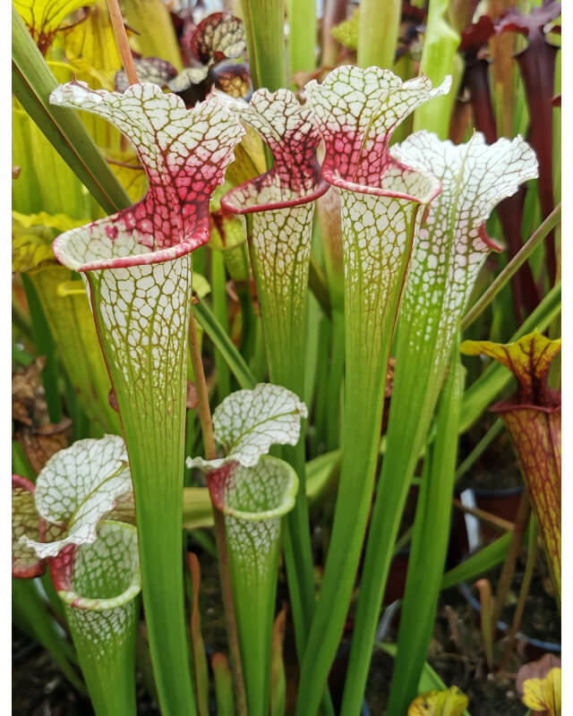 SXM18 S.x Moorei -- Wilkerson's white knight x SL61 S. leucophylla -- red stripe throat cl1-Hybrides Cédric Carnivore's