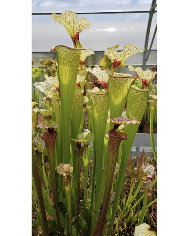 SXM01 S.x Moorei -- `Leah Wilkerson’ x SXM31 S.x Moorei -- `Adrian Slack’ cl6-Hybrides Cédric Carnivore's