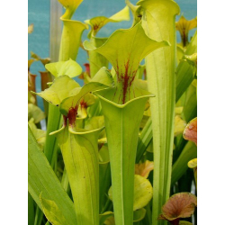 S. flava var. flava -- lightly veined (Rogier van Loenen FL11)-var.flava