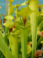 S. flava var. flava -- lightly veined (Rogier van Loenen FL11)