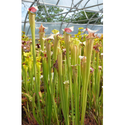 S. x oreophila x (alata x leucophylla) Orange flower-Sarracenia hybrides