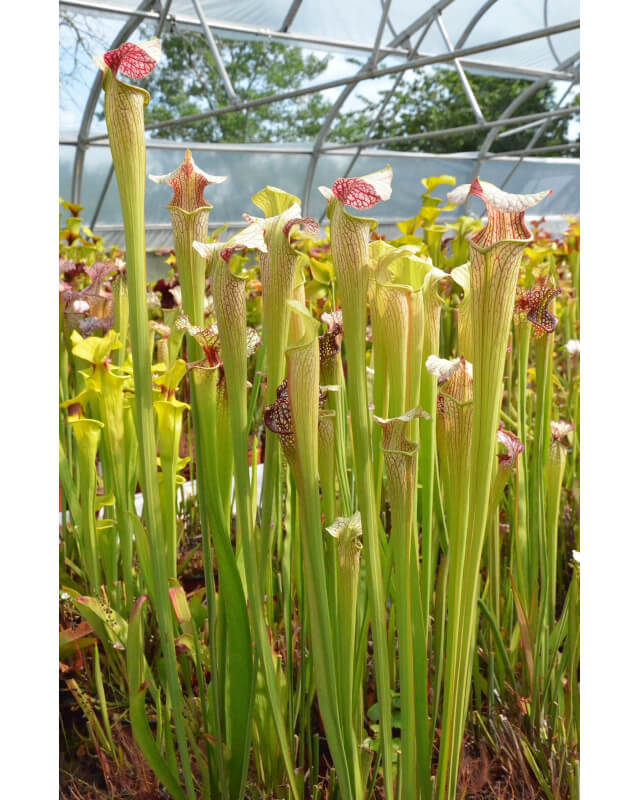 S.x areolata giant-Sarracenia hybrides