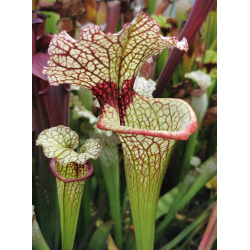 S.Leucophylla, hanrahan x adrian slack-Hybrides Cédric Carnivore's
