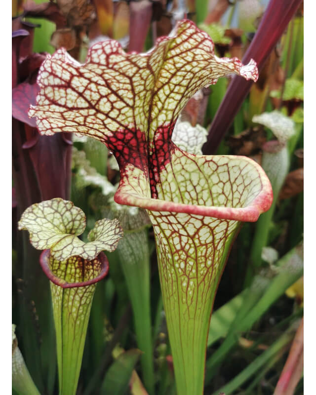 S.Leucophylla, hanrahan x adrian slack-Hybrides Cédric Carnivore's
