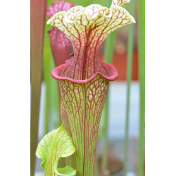 SO01 S. oreophila -- de Kalb co.al,w x SXM18 S.x Moorei -- Wilkerson's white knight CLB-Hybrides Cédric Carnivore's