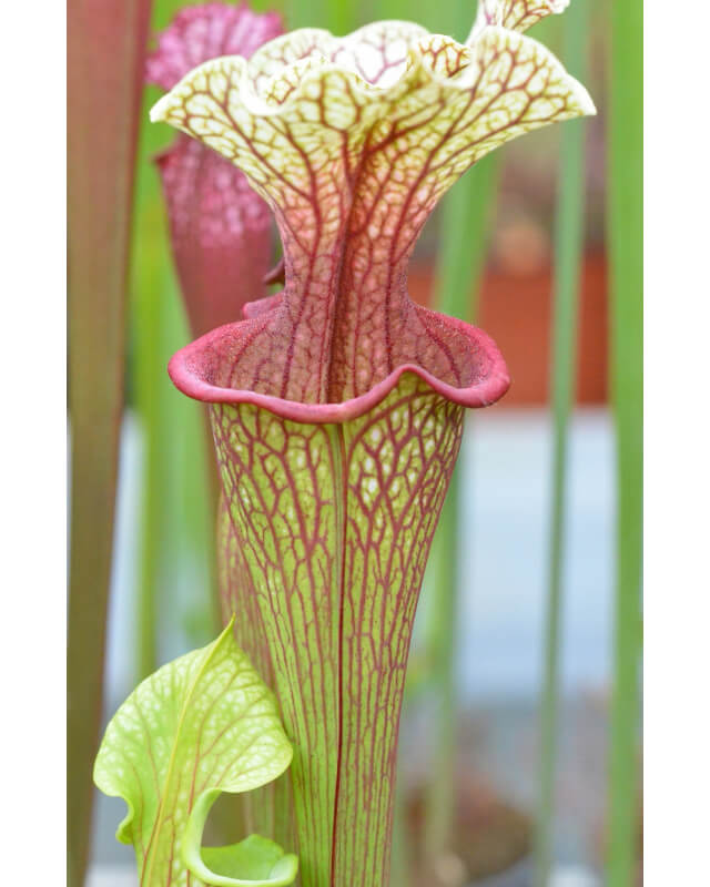 SO01 S. oreophila -- de Kalb co.al,w x SXM18 S.x Moorei -- Wilkerson's white knight CLB-Hybrides Cédric Carnivore's