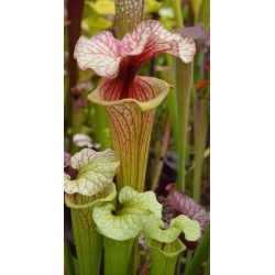 S.'Citron x S. leucophylla -- large pink lipped,Apalachicola-Hybrides Cédric Carnivore's