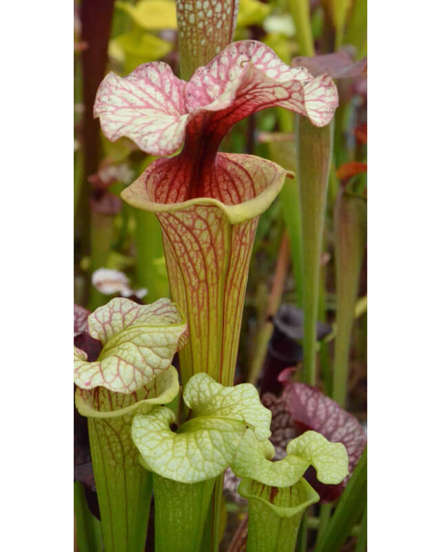 SFX08 S. flava 'goldie x SXM01 Sarracenia x Moorei -- `Leah Wilkerson'-Hybrides Cédric Carnivore's