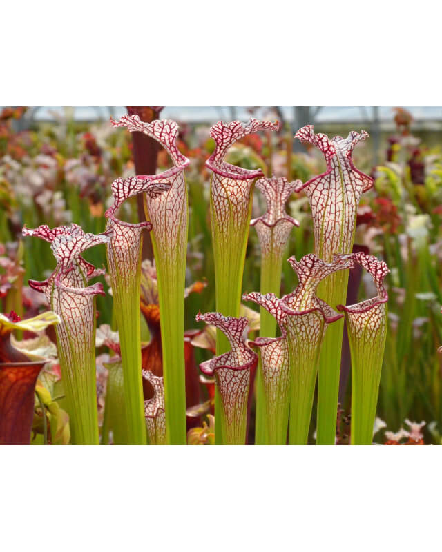SXM15 S.x Moorei -- Bud Wilkerson Bog x SXM18 S.x Moorei -- Wilkerson's white knight-Hybrides Cédric Carnivore's