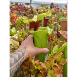 Sarracenia x Moorei "A Porais"-Sarracenia x Moorei