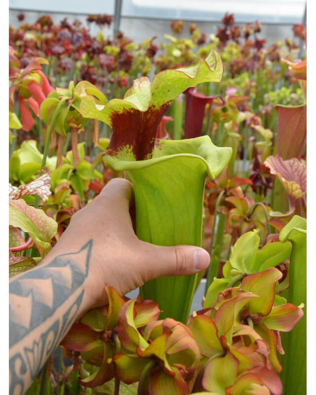 Sarracenia Leah wilkerson x Leah wilkerson-Sarracenia x Moorei