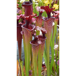 SXM48 S.x Moorei -- S. flava rubricorpora x leucophylla (“Doppelgänger”)-Sarracenia x Moorei