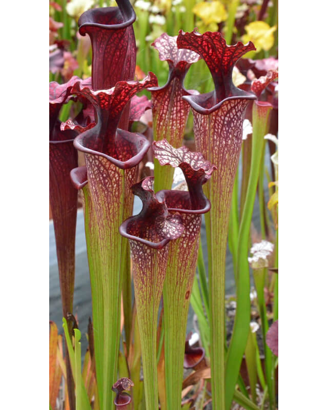 Sarracenia x Moorei -- Sx112i  selected from L18 MK x F88MK, clone i-Sarracenia x Moorei