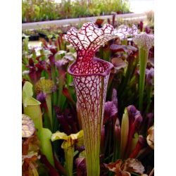 Sarracenia 'Sergeant Hartman'-Sarracenia hybrides