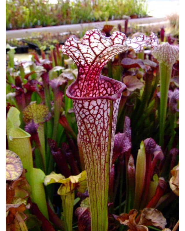 S. ((leuco. x oreophila) x leucophylla “Milton”)-Sarracenia hybrides