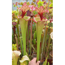 SL25 S. leucophylla -- pink lip, Appalachicola  x SFO10 S. flava var. ornata -- solid red throat-Hybrides Cédric Carnivore's