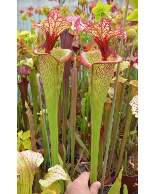 SL25 S. leucophylla -- pink lip, Appalachicola  x SFO10 S. flava var. ornata -- solid red throat-Hybrides Cédric Carnivore's