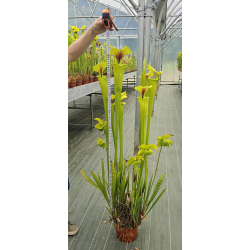 S.x 'Leelou's'-Hybrides Cédric Carnivore's