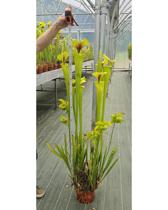 S. 'Green tower'-Hybrides Cédric Carnivore's