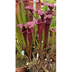 Sarracenia 'French Ember'-Sarracenia x Moorei