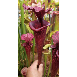 Sarracenia 'French Ember'-Sarracenia x Moorei