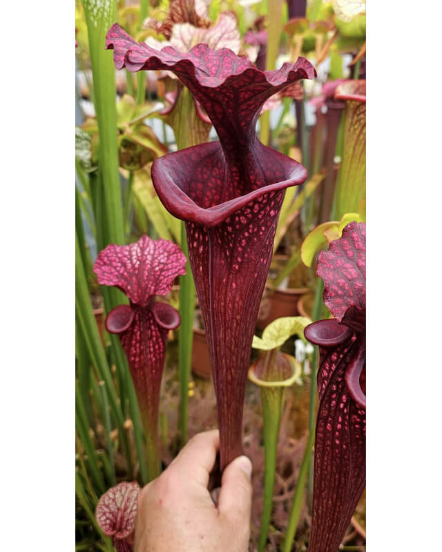Sarracenia 'French Ember'-Sarracenia x Moorei