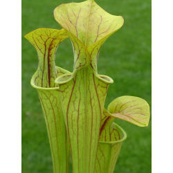 Sarracenia oreophila -- Boaz, AL. Clone 1, (O3A,MK)-Sarracenia oreophila