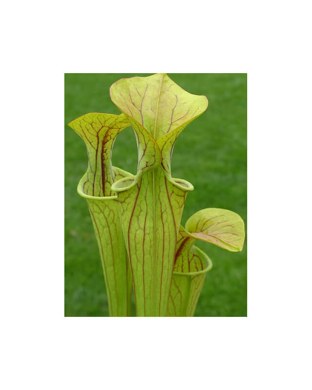Sarracenia oreophila -- Boaz, AL. Clone 1, (O3A,MK)-Sarracenia oreophila