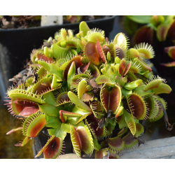 Dionaea 'SL 15', piranha teeth-Dionaea