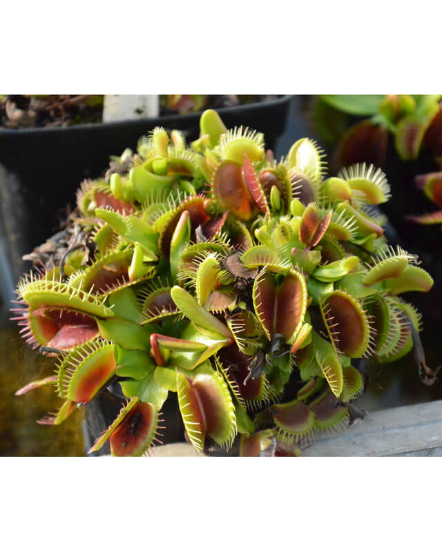 Dionaea 'Darwin'-Dionaea