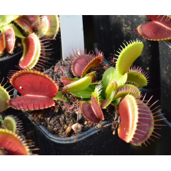 Dionaea 'B52'-Dionaea