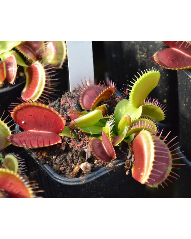 Dionaea 'B52'-Dionaea