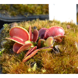 Dionaea 'crenata'-Dionaea