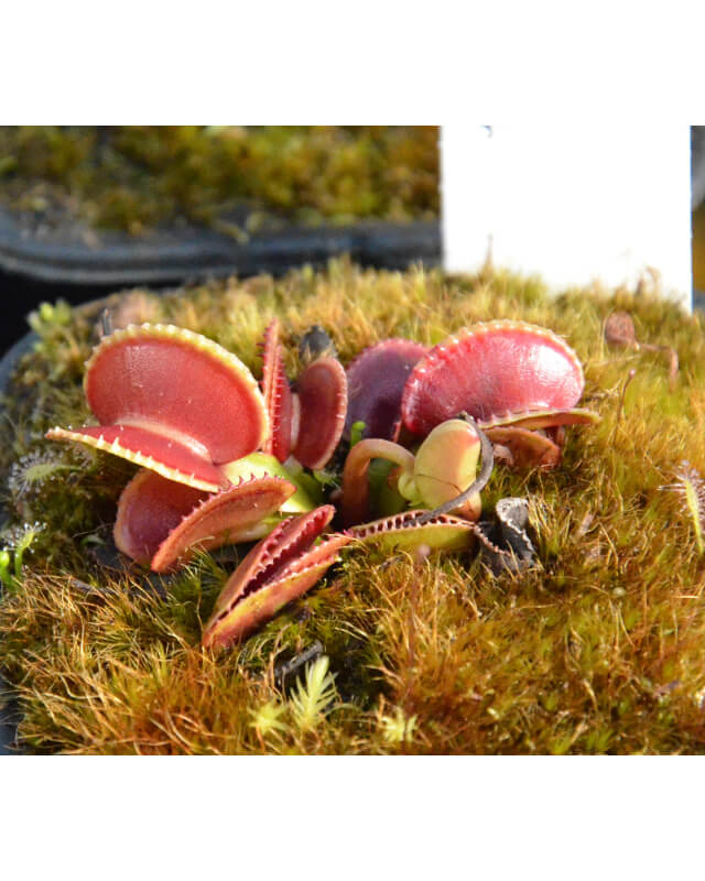 Dionaea 'crenata'-Dionaea