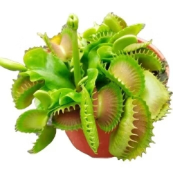 Dionaea "GJ Bloody Nurse"-Dionaea