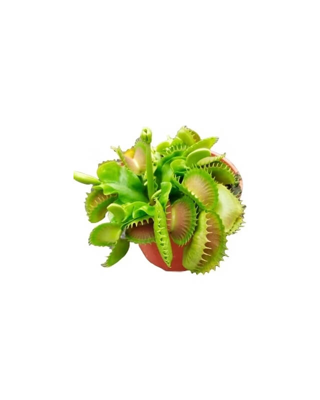 Dionaea "GJ Bloody Nurse"-Dionaea