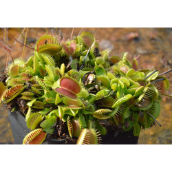 Dionaea, greenville Giant clone-Dionaea